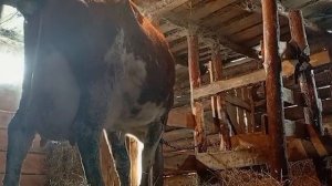 ТЯЖЕЛЫЕ РОДЫ У КОРОВЫ... ПОПОЛНЕНИЕ В ХОЗЯЙСТВЕ!!!