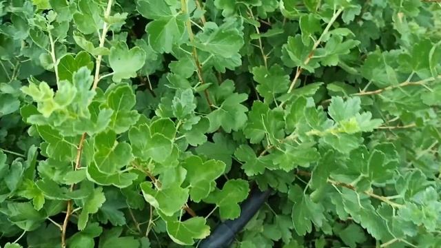 Крыжовник сорта Сенатор и Лада Пара слов об уходе смотреть онлайн