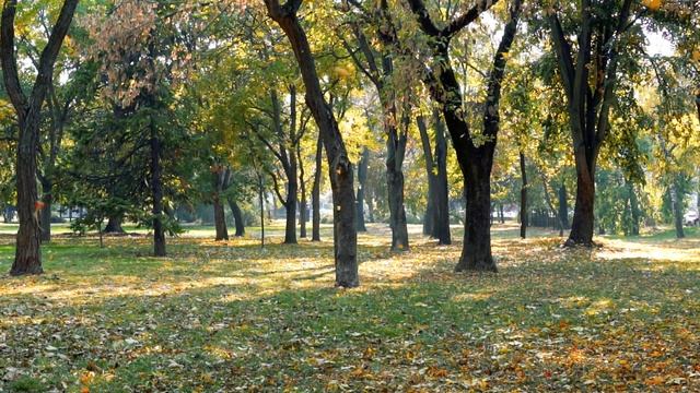 Beautiful relaxing music autumn colors / Золотая осень / Музыка для сна смотреть онлайн