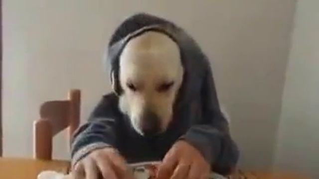 собака обедает, угар :) смотреть онлайн