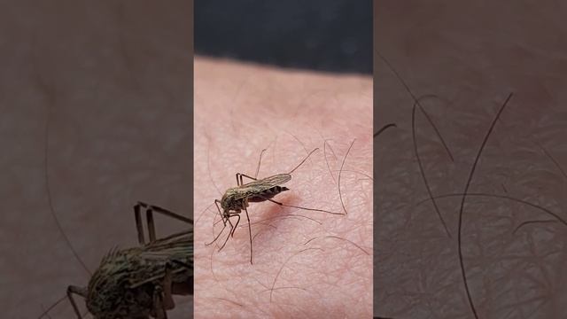 Смешные Моменты с Пушистыми Друзьями