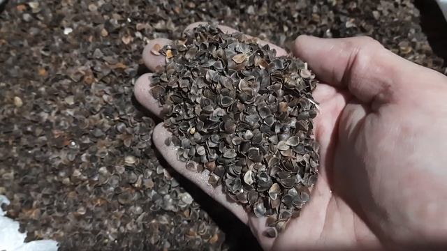 Как хорошо выспаться. Так выглядит настоящая гречневая шелуха, лузга. часть 1 смотреть онлайн