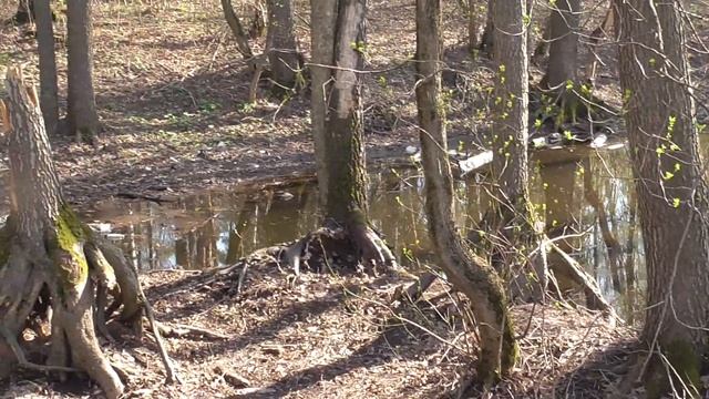 2018 05 01 15 25 46 00012 Panasonic HC V550 120 mb смотреть онлайн