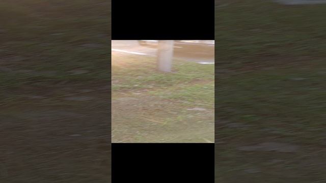 Кот на юге. смотреть онлайн