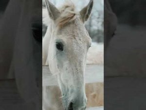 Республиканский центр иппотерапии для детей и взрослых