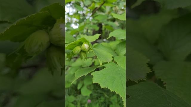 Бутовский лес. Орехи (видео). Июнь 2024г.mp4 смотреть онлайн