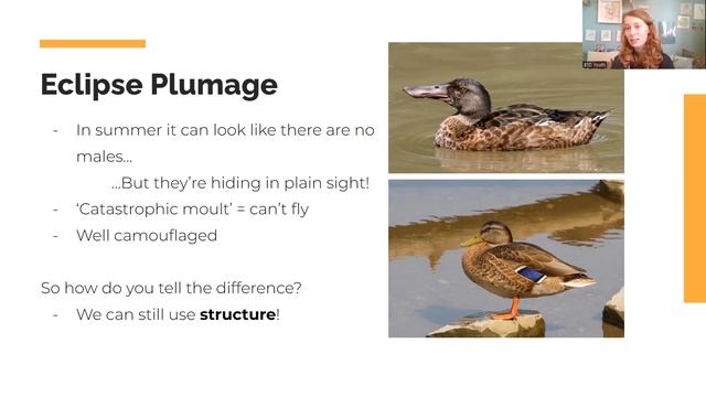 #BTOYouth Birding 101 - Waterbird ID смотреть онлайн