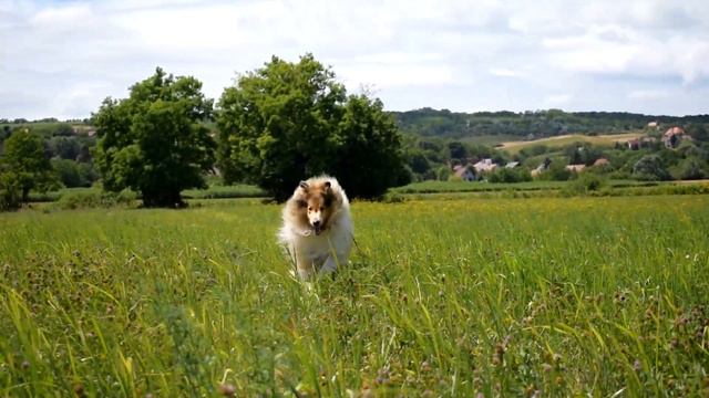 June 2021 🌼 - Thunder the rough collie смотреть онлайн