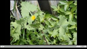 Осот Полезные свойства