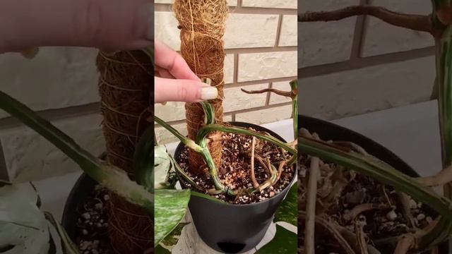 💚💚💚 Обрезка Монстеры Альба💚💚💚 #plants #monsteraalbo #flowers #монстера #растения #домашниерастения смотреть онлайн