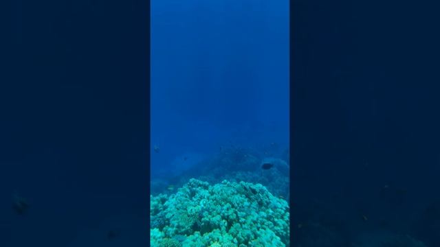 подводный мир Египта 17 смотреть онлайн