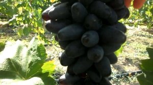 Виноград Богатырь 2019 (Панченко)