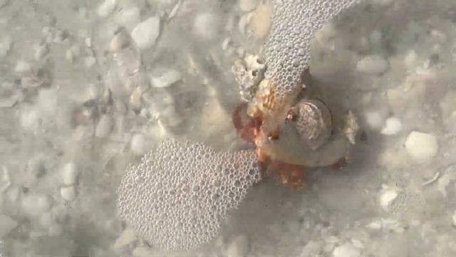 Very Busy Hermit Crab Marco Island смотреть онлайн