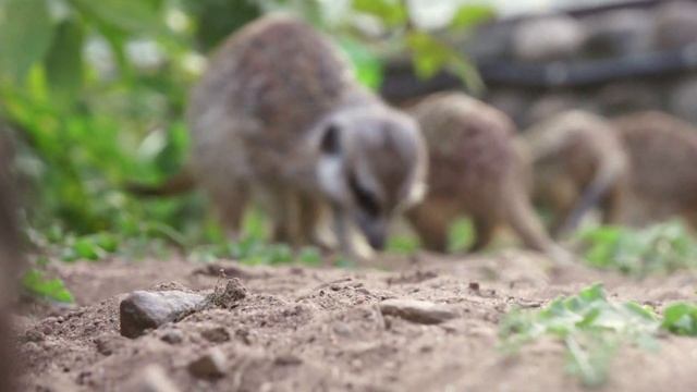 Сурикаты: сила ласковой стаи ? смотреть онлайн