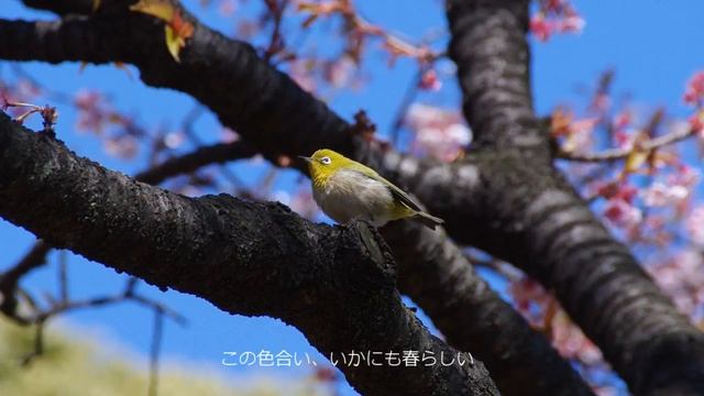 PENTAX K-r の試写と癒しサウンド第3弾(ツーリングアローン) смотреть онлайн
