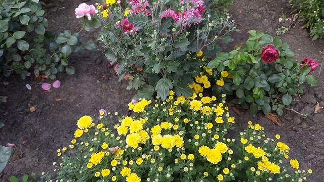 МОЙ ЦВЕТОЧНЫЙ РАЙ. ПРИГЛАШАЮ НА ПРОГУЛКУ.СЕРЕДИНА СЕНТЯБРЯ.