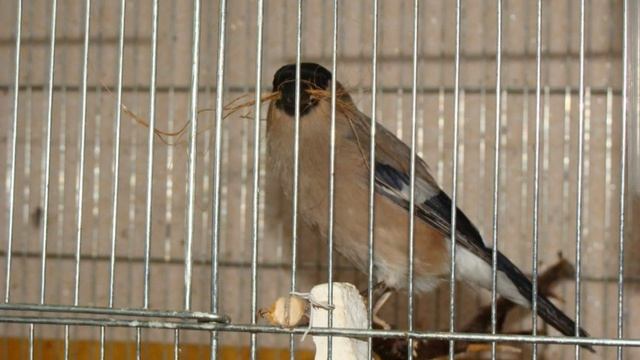 Гибридизация клеста и снегиря