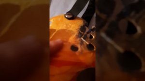 обзор маски Джейсона из 8 части