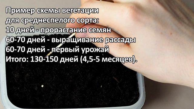 Когда сеять перец на рассаду в 2022 году? Рассказываю точные сроки для любого региона! смотреть онлайн