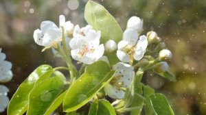 Как Выращивать  Жасмин В Домашних Условиях