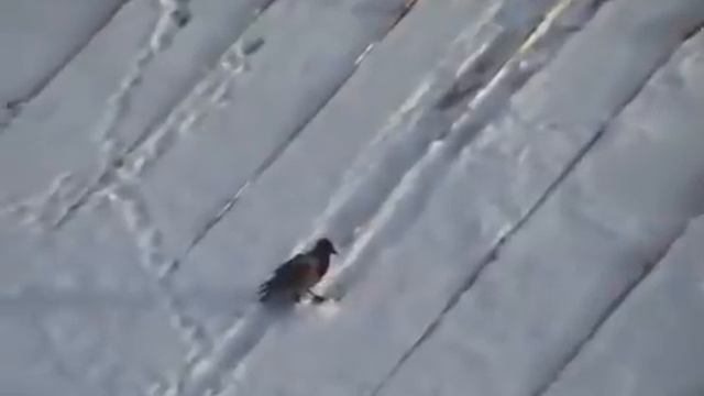 Факты реинкарнации. Ворона катается на майонезной крышке