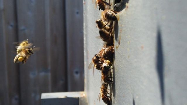 Bees day out смотреть онлайн
