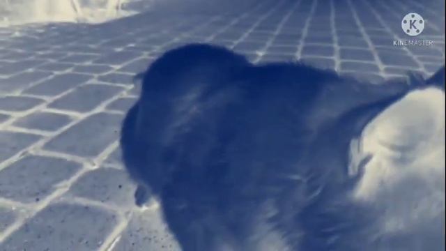 Как животные видят мир? смотреть онлайн
