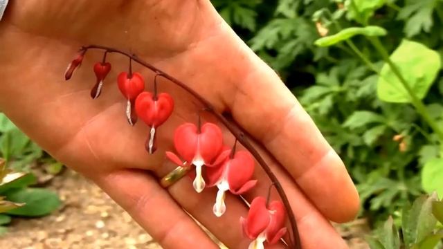 Best Perennials for a Shady Garden - Old Fashioned Bleeding Heart смотреть онлайн