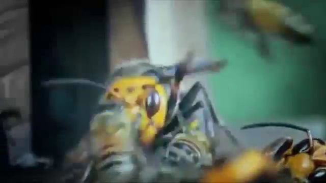 Hornets vs Bees / Шершни Против Пчел смотреть онлайн