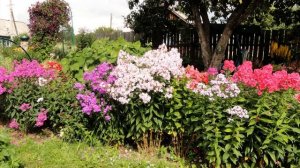 Мечтательные флоксы в ландшафтном дизайне