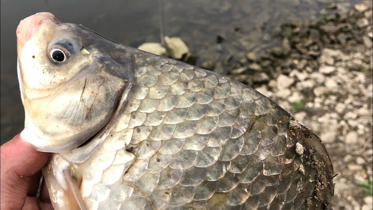 Рыбалка на фидер осенью / ОГРОМНЫЙ Осенний КАРАСЬ на ОКЕ смотреть онлайн