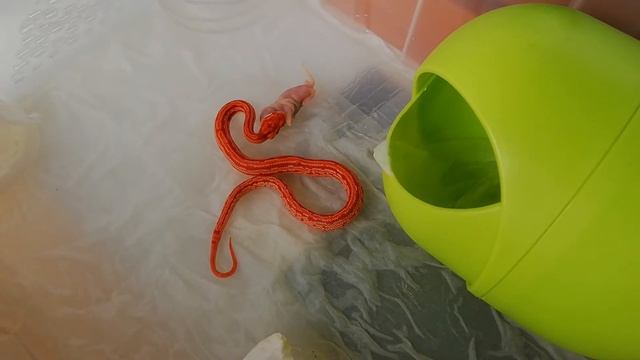 Маисовый полоз омномном смотреть онлайн