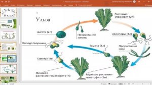 Низшие растения: Отделы Зелёные, Бурые, Красные водоросли