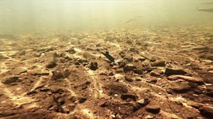 Кайт РЕЛИГА - проводка на джиге