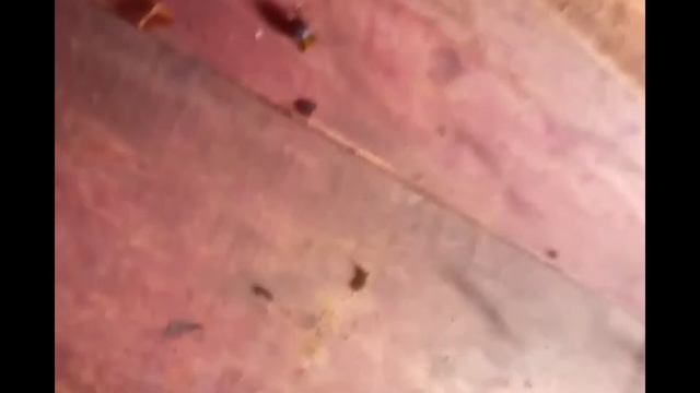 как быстро очистить 10 кг ягод черники за 1 ч смотреть онлайн