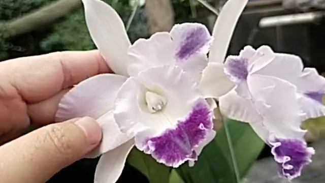 Cattleya Angela var Coerulea 'Aquinii' смотреть онлайн