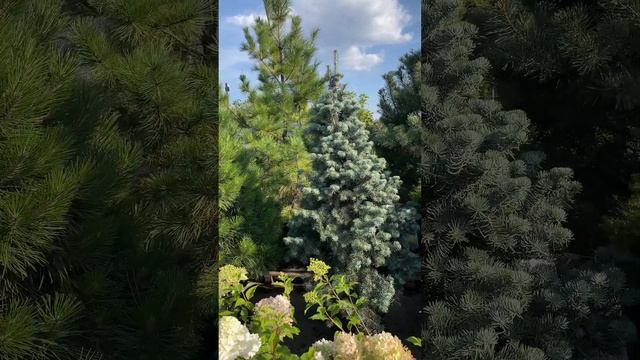 Пихта "Конколор" смотреть онлайн