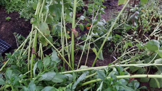 WEATHERING THE STORM WITH VERTICAL GARDENING/SWALES смотреть онлайн