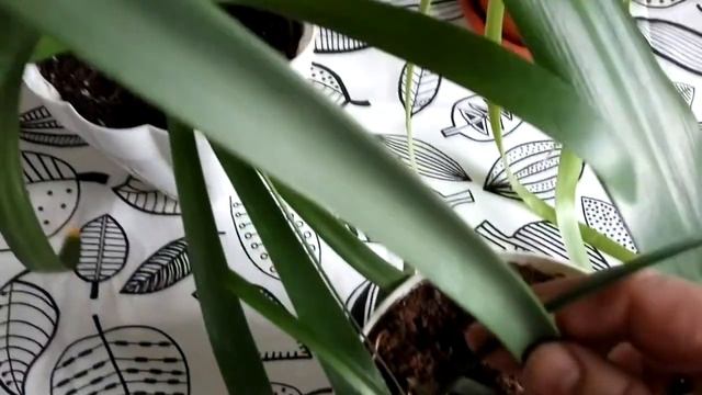АМАРИЛЛИСОВЫЕ имеют отчество, но не имеют имени смотреть онлайн
