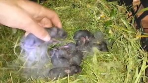 ОСМОТР ГНЕЗДА.Сколько рожает крольчиха.Как переносить гнездо крольчихи.