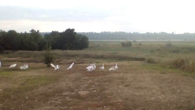 Утро начинается, начинается!!! И так каждое утро!!!