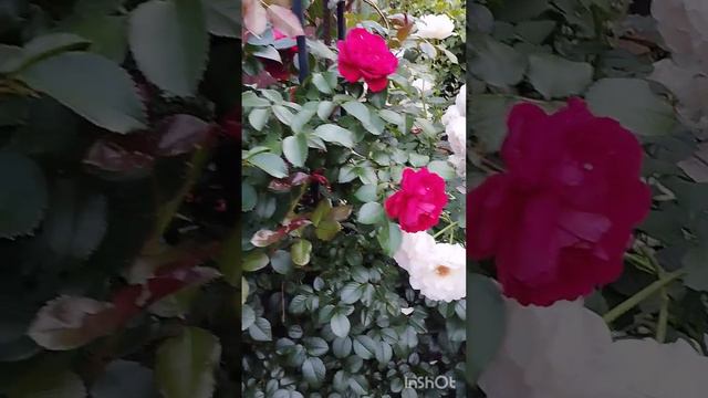 Цветение роз  Tantau Rokoko  и First Lady. Сад на Южном Урале.