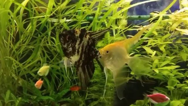 Как я начал менять подводное царство в аквариуме. смотреть онлайн