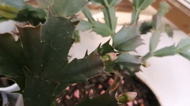 Комнатные цветы/Новости с балкона🖐️🤗🌞 смотреть онлайн