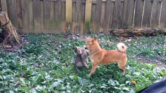 Cat vs. Shiba Inu (Boxing Match) смотреть онлайн