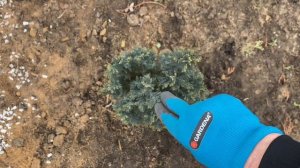 КИПАРИСОВИКИ ВЕСНОЙ/ стрижка/ уход за кипарисовиком