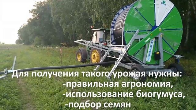 Как получилось, что с двух кустов собрали 109 клубней.Это почти 13 кг картофеля смотреть онлайн