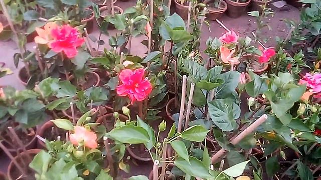 My Plant Nursery Tour смотреть онлайн