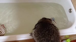 Енот стирает обувь