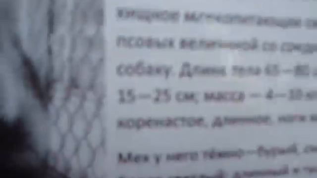 Енотовая собака смотреть онлайн